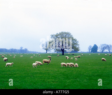 Irland, Grafschaft Waterford, Lismore, Schafe grasen auf einer großen grünen Wiese in der irischen Landschaft, Schönheit in der Natur, Stockfoto