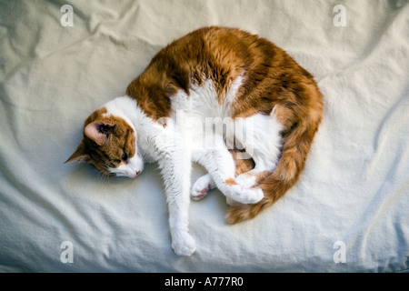Haustier Ingwer Katze Stockfoto
