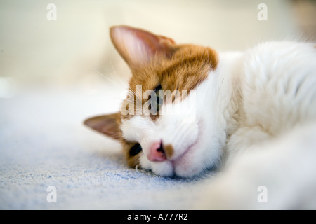 Ingwer-Katzenkopf auf Teppich Stockfoto