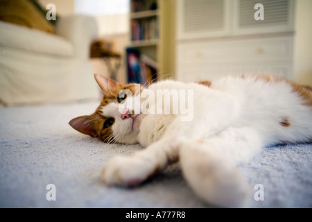 Ingwer und weiße Katze auf Boden Stockfoto