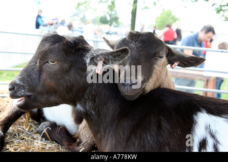 Baby Kind Ziegen auf der Farm der Tiere statt an die Rhs herbstliche Blumenschau in Malvern, Worcestershire uk 06 Stockfoto