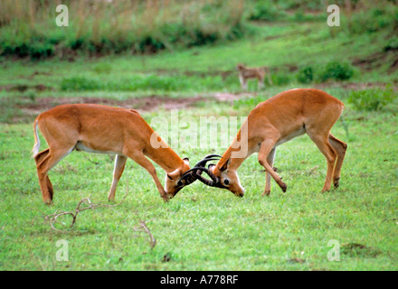 Zwei jungen männlichen südlichen Riedböcken (Redunca Arundinum) sparring für Dominanz im Süden Langa National Park. Stockfoto