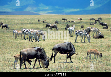 Herden von Zebras und Gnus aka Gnu mit jungen Beweidung auf die Savanne Ebenen des Ngorongoro Crater. Stockfoto