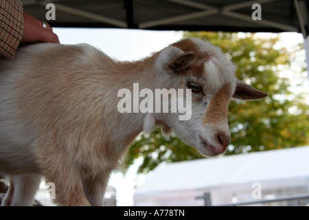 Baby Kind Ziegen auf der Farm der Tiere statt an die Rhs herbstliche Blumenschau in Malvern, Worcestershire uk 06 Stockfoto