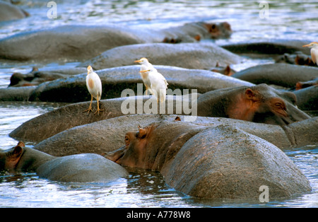 Flusspferde halb untergetaucht in einem Wasserloch mit Kuhreiher thront auf dem Rücken an einem Wasserloch. Stockfoto
