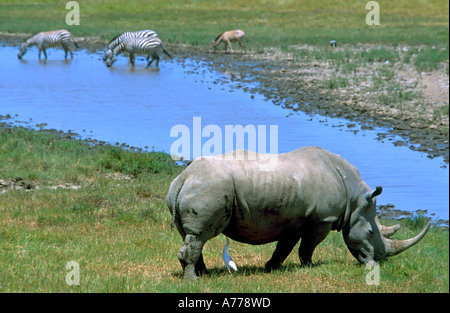 Ein Breitmaulnashorn durch ein Silberreiher in einer symbiotischen Beziehung an einer Wasserstelle gereinigt wird. Stockfoto