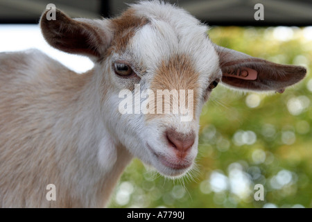 Nahaufnahme von Baby Kind habe Ziegen auf der Farm der Tiere an die Rhs herbstliche Blumenschau in Malvern, Worcestershire uk 06 statt Stockfoto