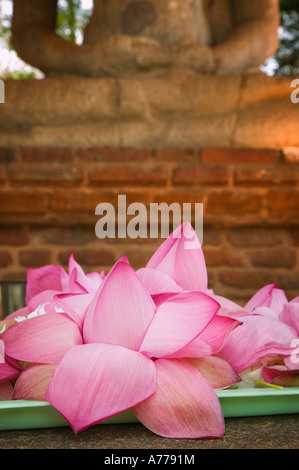 Blumen in der Samadhi Buddha-Statue, gilt als eine der schönsten Buddha-Statuen in Sri Lanka. Stockfoto