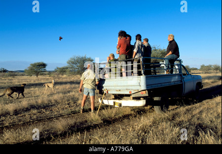 Eine alte LKW mit Touristen gefüttert ihr Führer in dieser Notunterkunft Gepard Geparden beobachten abholen. Stockfoto