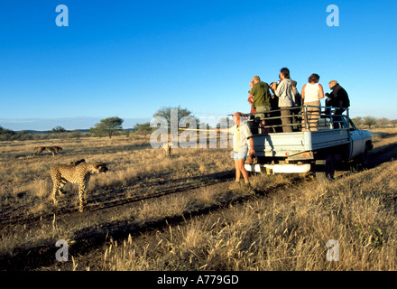 Eine alte LKW mit Touristen gefüttert ihr Führer in dieser Notunterkunft Gepard Geparden beobachten abholen. Stockfoto