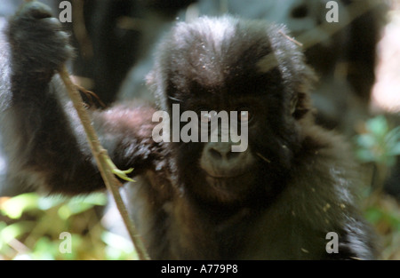 Porträt eines Baby Berg Gorillas (Gorilla Berengei Berengei) in einer Truppe zu spielen. Stockfoto