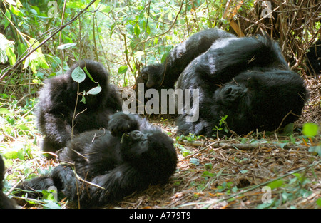 Ein großer Silberrücken schlief, während jüngere Berggorillas (Gorilla Berengei Berengei) spielen. Stockfoto