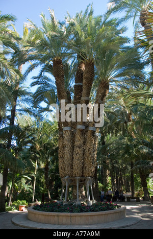 Imperial Plam Baum Priester Obstgarten in The Elx Palm Grove ELCHE Spanien Stockfoto