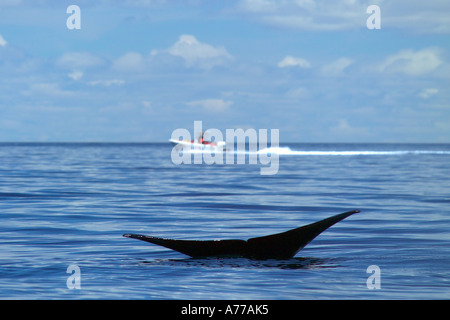 Ein Buckelwal Schweif sichtbar, wie es unter Wasser mit einem touristischen Schnellboot im Hintergrund taucht. Stockfoto