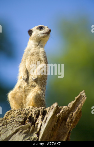 Nahaufnahme von einem Erdmännchen (Suricata Suricatta) auf einem Baumstumpf zu wachen. Stockfoto