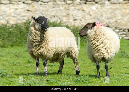 Zwei schwarze konfrontiert Suffolk Schafe in einem Feld mit einem von ihnen blöken. Stockfoto
