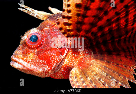 Profil von einer roten Shortfin Rotfeuerfische (Dendrochirus Brachypterus) vor einem schwarzen Hintergrund hautnah. Stockfoto