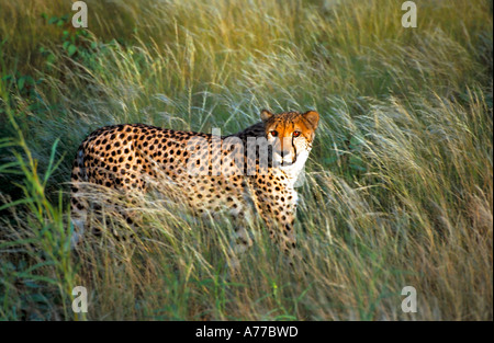 Ein Gepard (Acinonyx Jubatus) zu Fuß durch Savanne Rasen. Stockfoto