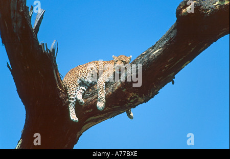 Ein Leopard (Panthera Pardus) entspannend in einem toten Baum vor einem klaren blauen Himmel im Serengeti Nationalpark. Stockfoto