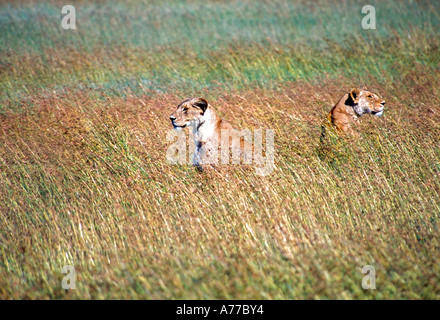 Zwei weibliche Löwen (Leo Panthera) Gras der Savanne des Serengeti-Nationalparks zu wachen. Stockfoto