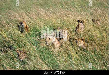 Ein Stolz der weiblichen Löwen und Jungtiere (Leo Panthera) Gras der Savanne des Serengeti-Nationalparks zu wachen. Stockfoto