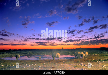 Eine kleine Herde von Elefanten (Loxodonta Africana), trinken aus einem Wasserloch bei Sonnenuntergang im Etosha National Park. Stockfoto