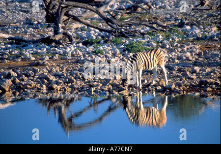 Ein einsames Zebra (Equus Quagga) spiegelt sich im Wasser, wie es an einem Wasserloch im Etosha National Park trinkt. Stockfoto