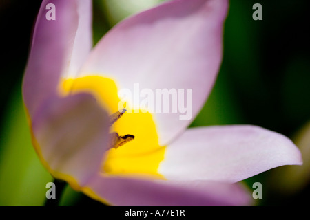 Tulpe Tulipa Chrysantha "Iran" floral abstrakte Kunst Bild Stockfoto