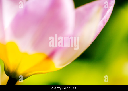 Tulpe Tulipa Chrysantha "Iran" floral abstrakte Kunst Bild Stockfoto