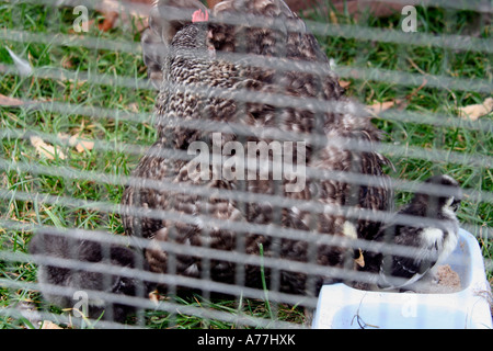 Huhn und ihre Küken in einem Stift die Malvern Herbst Blume zeigen Worcestersire uk 06 Stockfoto