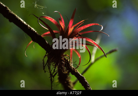 Bromiliad oder Luft Pflanze wächst in den Sümpfen von Florida Stockfoto