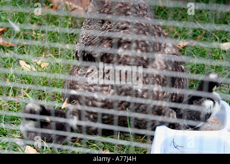 Huhn und ihre Küken in einem Stift die Malvern Herbst Blume zeigen Worcestersire uk 06 Stockfoto