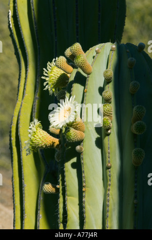 Cardon Kaktus (Pachycereus Pringlei) neue Blumen, Santa Catalina Island, Sea of Cortez, Baja California Mexiko Stockfoto