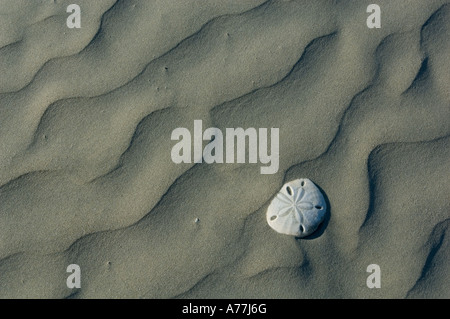 Mexiko Baja California Isla Magdalena Magdalena Bay Sanddünen, Sanddollar Stockfoto