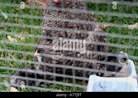 Huhn und ihre Küken in einem Stift die Malvern Herbst Blume zeigen Worcestersire uk 06 Stockfoto