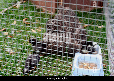 Huhn und ihre Küken in einem Stift die Malvern Herbst Blume zeigen Worcestersire uk 06 Stockfoto