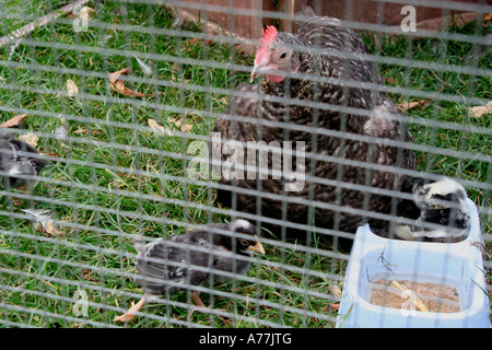 Huhn und ihre Küken in einem Stift die Malvern Herbst Blume zeigen Worcestersire uk 06 Stockfoto