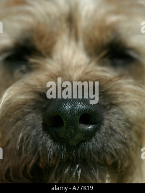 Nahaufnahme des Border Terrier Hundegesichts Stockfoto