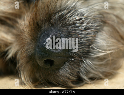 Nahaufnahme des Border Terrier Hundegesichts Stockfoto