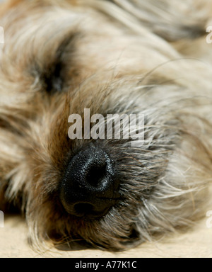 Nahaufnahme des Border Terrier Hundegesichts Stockfoto