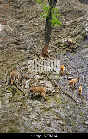 Bergziegen in der Prager Zoo Prag Tschechische Republik Stockfoto