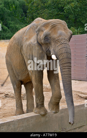 Afrikanische Elefantendame im Prager Zoo Prag Tschechische Republik Stockfoto