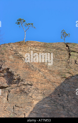 Ein Blick auf zwei kleine Kiefern auf Olhavanvuori Felsen, Repovesi Nationalpark, Valkeala, Finnland Stockfoto