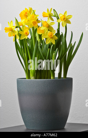 Gelbe Narzissen in einem Topf auf einem Tisch. Stockfoto