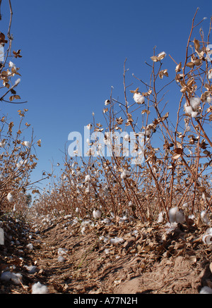 Baumwollfelder außerhalb von Blythe, Kalifornien Stockfoto