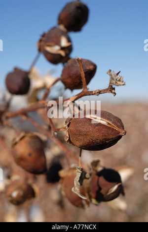 Baumwollfelder außerhalb von Blythe, Kalifornien Stockfoto