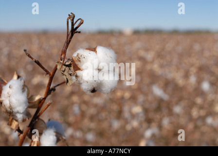 Baumwollfelder außerhalb von Blythe, Kalifornien Stockfoto