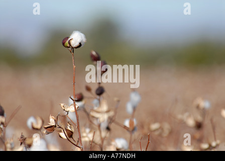 Baumwollfelder außerhalb von Blythe, Kalifornien Stockfoto