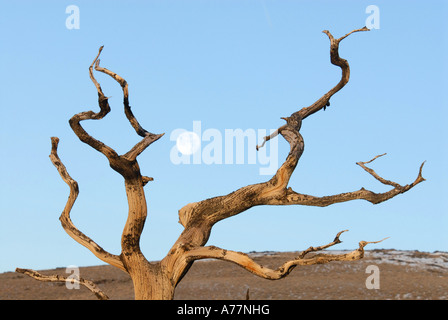 Lehrpfad mit Mond, Bristlecone Kiefer, weisse Berge, kalifornische Stockfoto