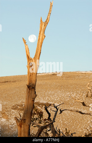 Lehrpfad mit Mond, Bristlecone Kiefer, weisse Berge, kalifornische Stockfoto